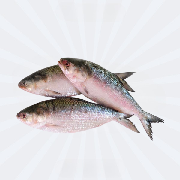 Hilsha Fish 1300-1350gm