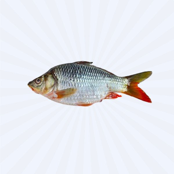 KARFU 1300GM UP [PRICE VARIABLE 780/KG]