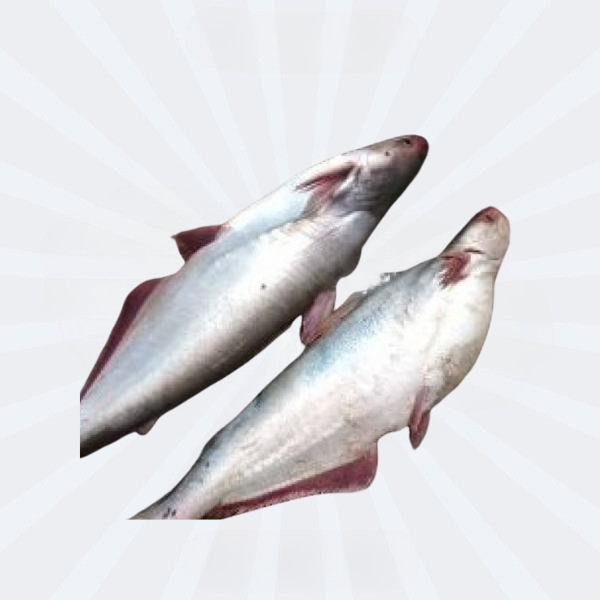 Pangash Whole Cut 5-7kg [Price Variable 750/kg] from River